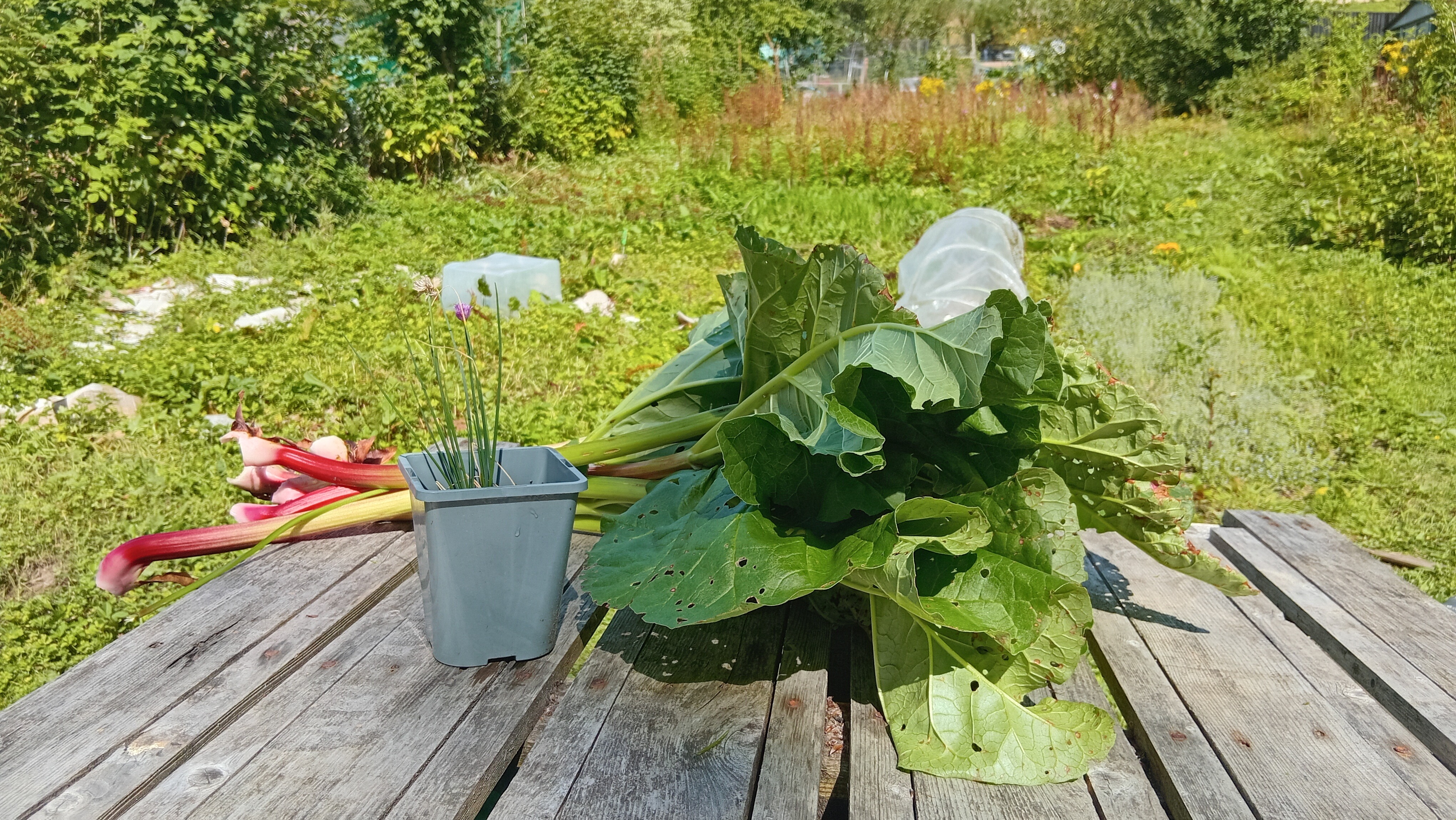 Weeds are weed control